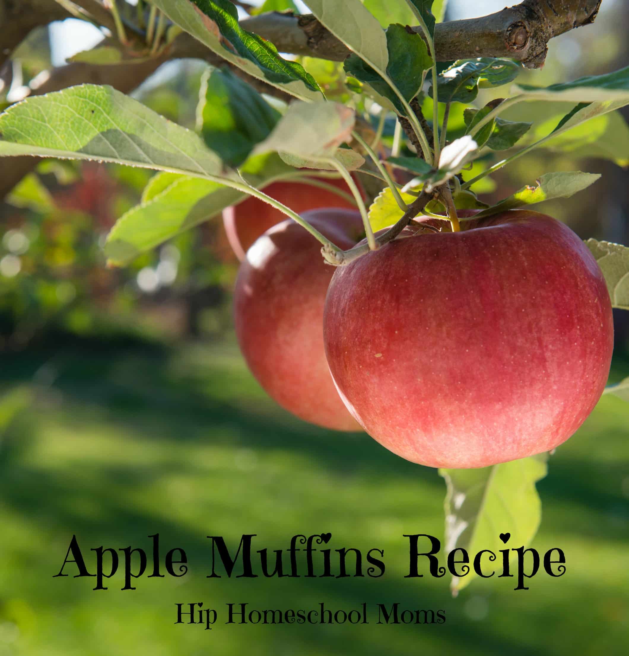 Apple Muffins Recipe