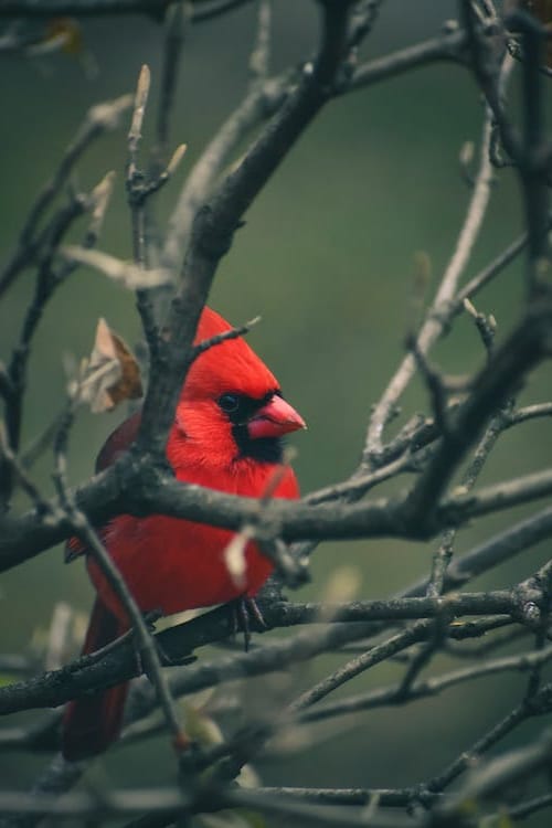 Winter Bird Study