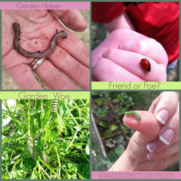 Gardening gives you an excellent opportunity to get up close to all kinds of creatures in your backyard ecosystem. Kids will learn what insects are good or bad for the garden. | Hip Homeschool Moms