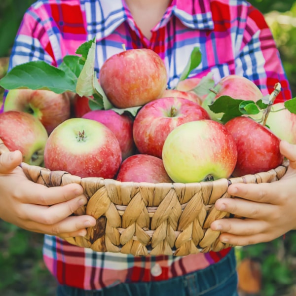 Apple Tree Art Project Tutorial