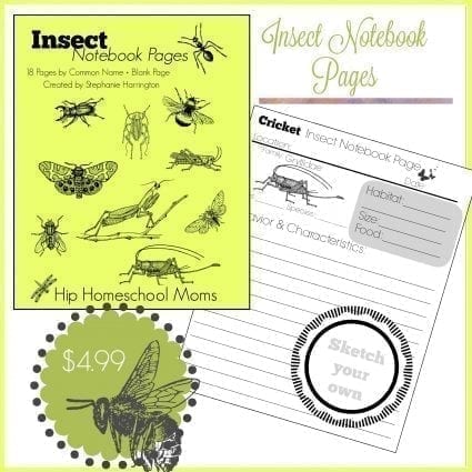 Insect Notebook Pages