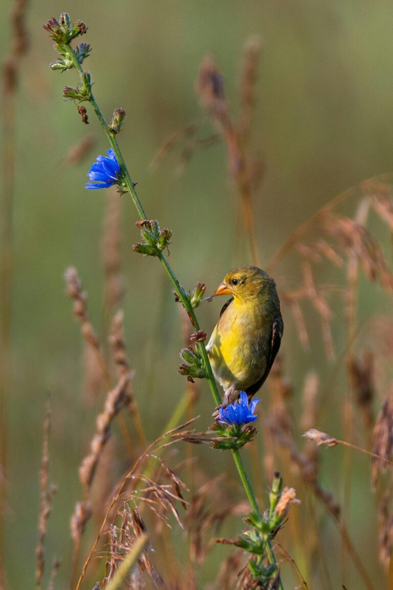 bird nature study